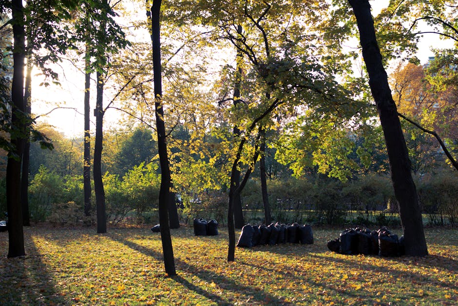 Photograph of a park with tall trees casting long shadows on the ground during late afternoon or early evening. The trees have green and yellow leaves, indicating an autumn setting. On the grassy area, several black garbage bags are stacked in groups, likely for waste collection or disposal. The sunlight filters through the foliage, creating a dappled light pattern on the ground. In the background, more trees and distant greenery are visible, with no other objects or structures present. This outdoor scene exemplifies waste management during a home or garden clearance as part of a household move, with the black bags ready for removal by a professional service such as Man with Van Raynes Park, supporting effective packing and moving logistics.